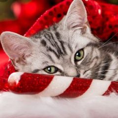 Dec 17 & 18 The Most Magical Gift